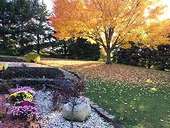 Backyard with golden-leafed tree and mum plants