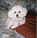 My Bichon Frise, Lashon