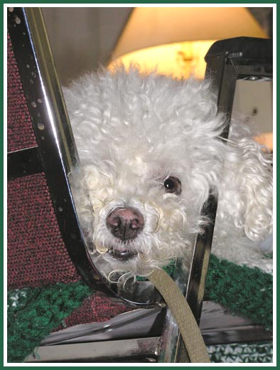 Lashon the Bichon, in my office, 17 July 2005.