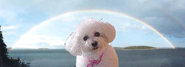 Lashon, my Bichon, waiting for me by the Rainbow Bridge.